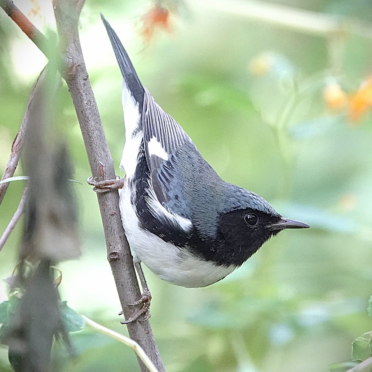 danbright_'s tweet photo. A black-throated blue warbler seen at Evodia Field in Central Park's Ramble during the @BirdingBobNYC walk on Sunday morning. #birdcpp #birds https://t.co/mnCeijZUGi