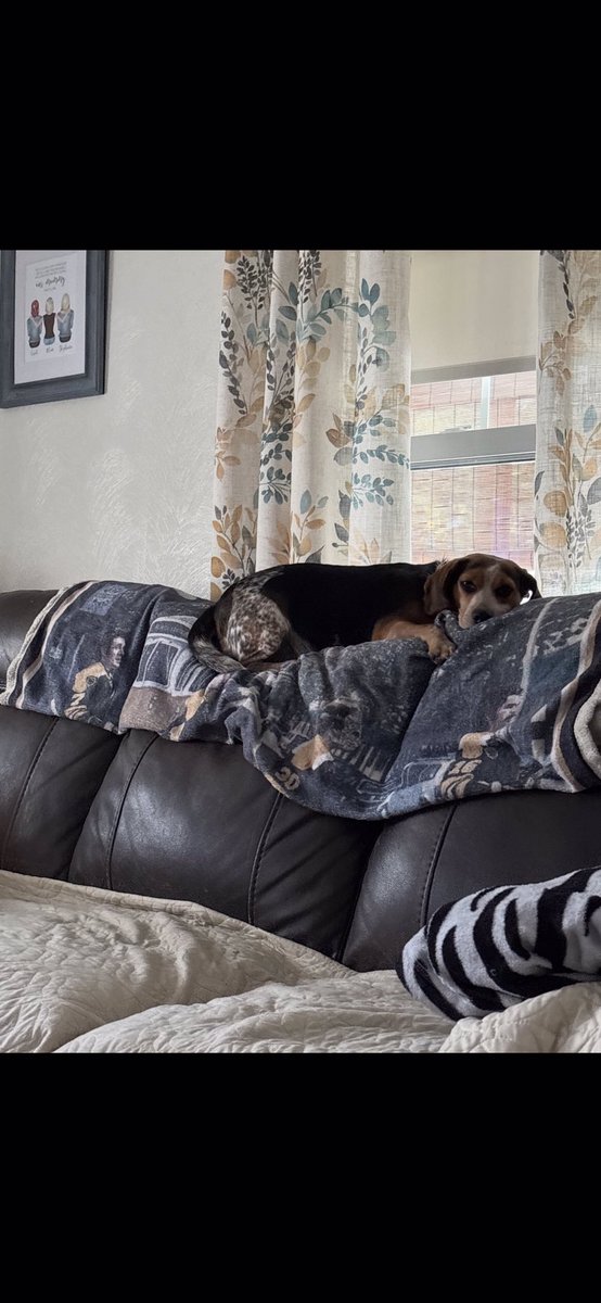 TwoBeags's tweet image. D took Trixie for her spa day and I has to stay home . Pfffttt