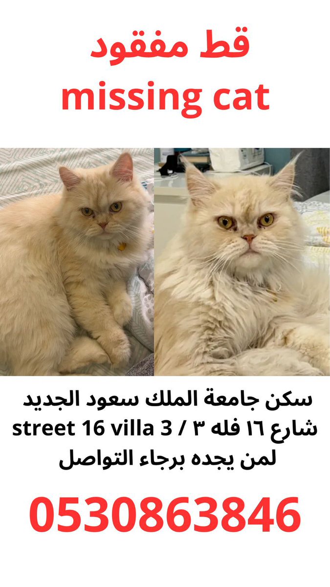 Animal_rescue0's tweet image. #مفقود #قطط #الرياض