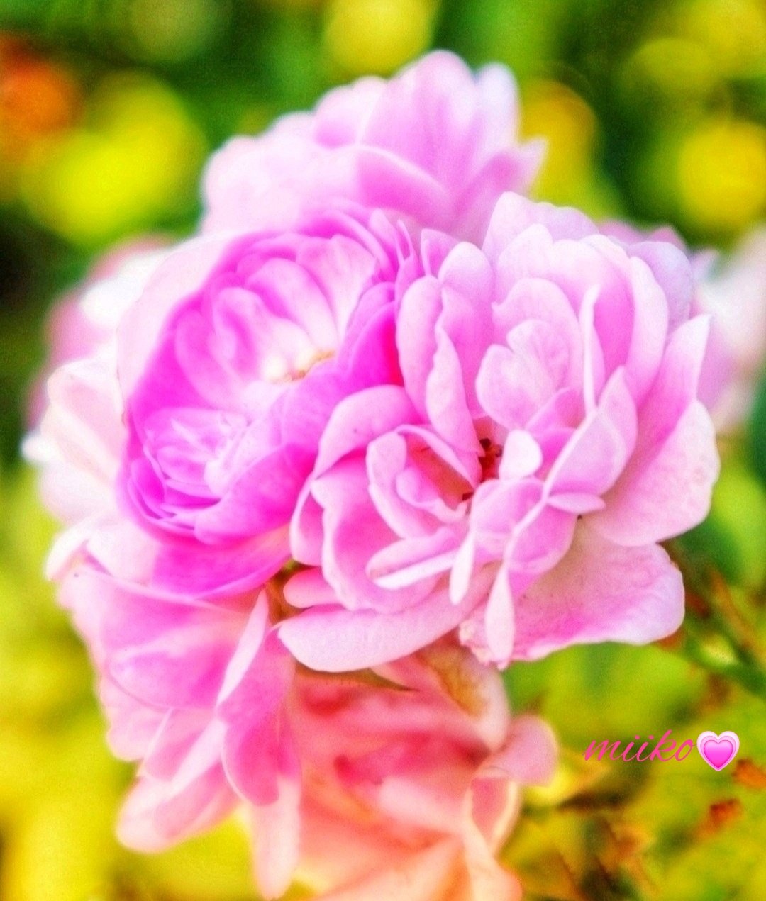 ヨッシー (@AOGSDkw5Qmr1X51) / X