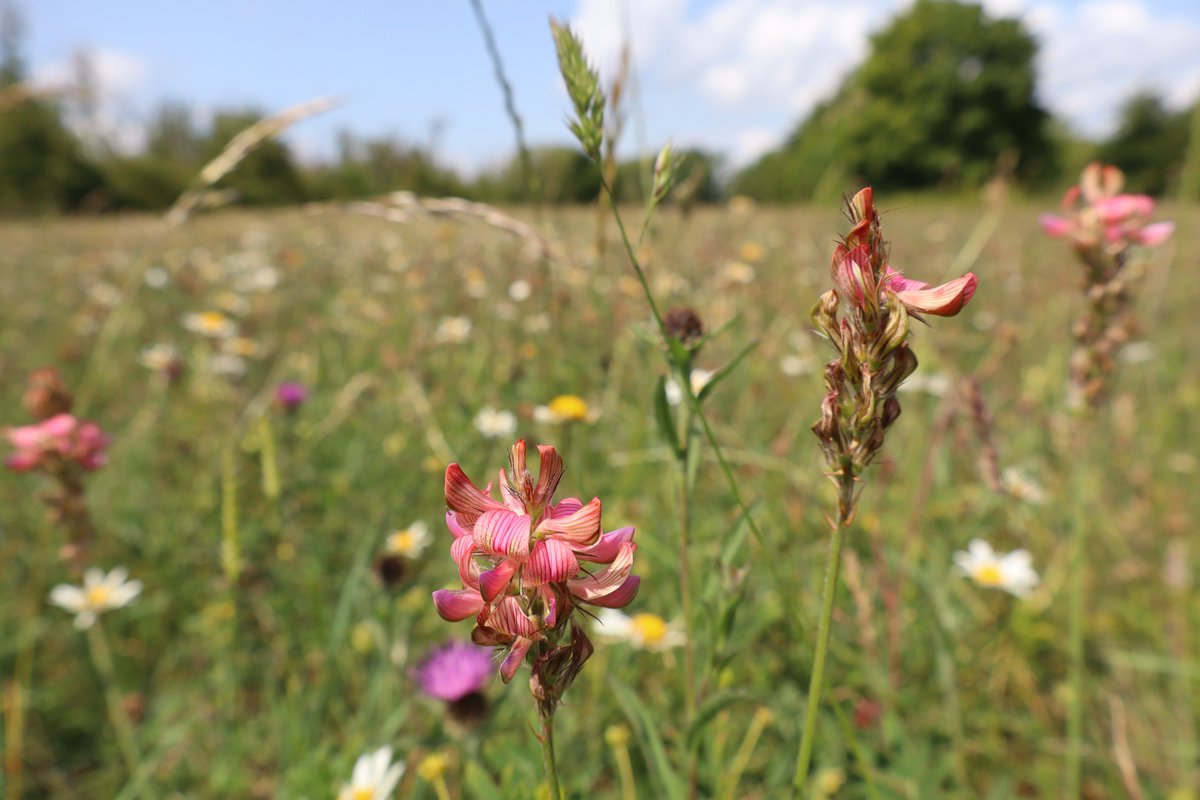 Meadow in Gloucestershire. Photo from early June.