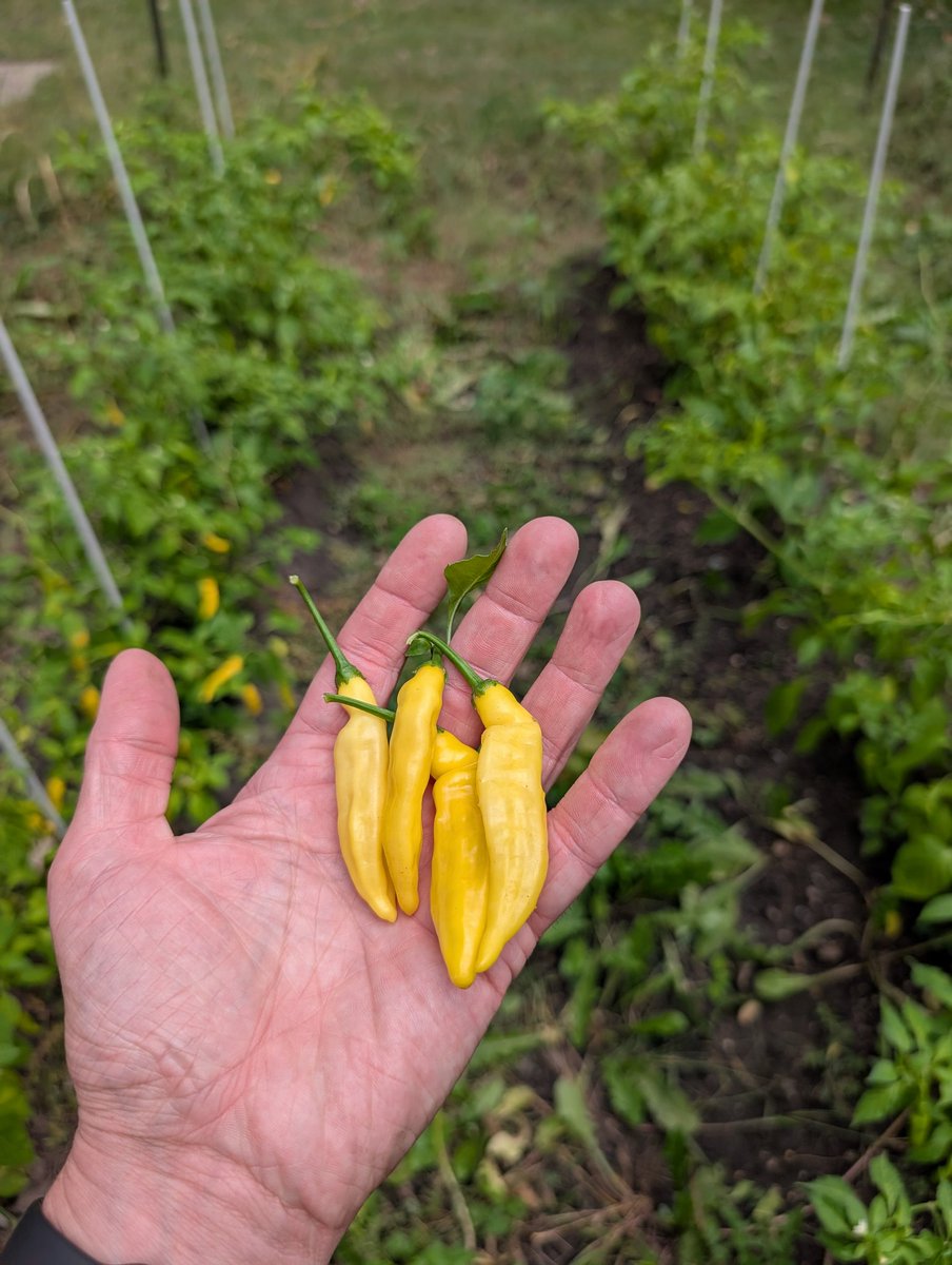 Sam Sa'house 🔥 tweet media