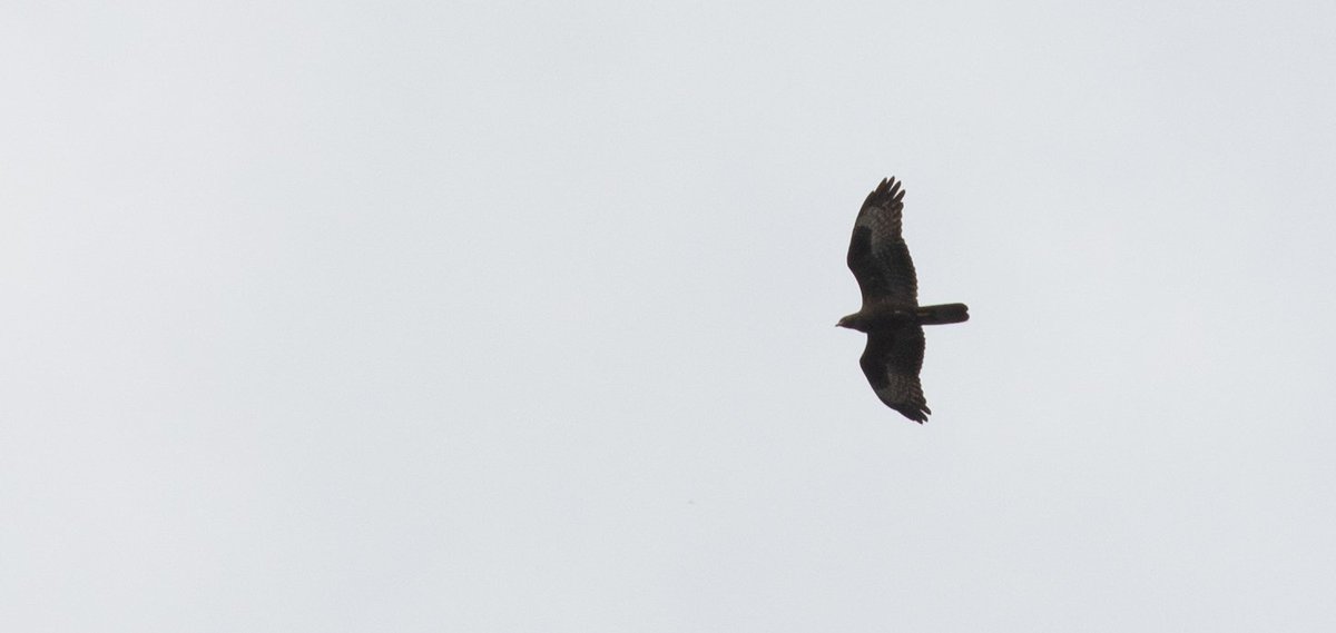 Zach Pannifer tweet media