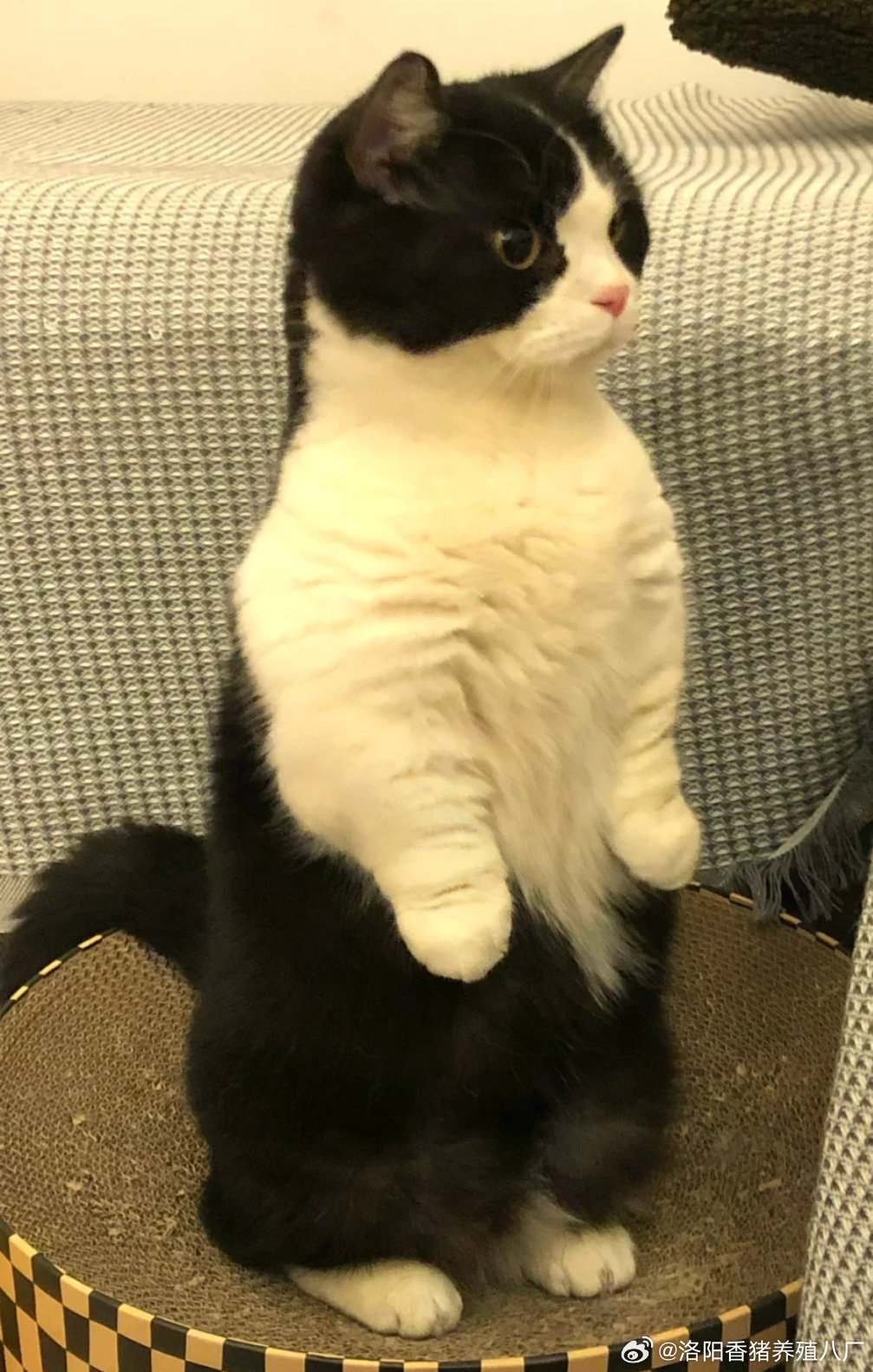 萌猫 可愛(´•ω•｀)♡