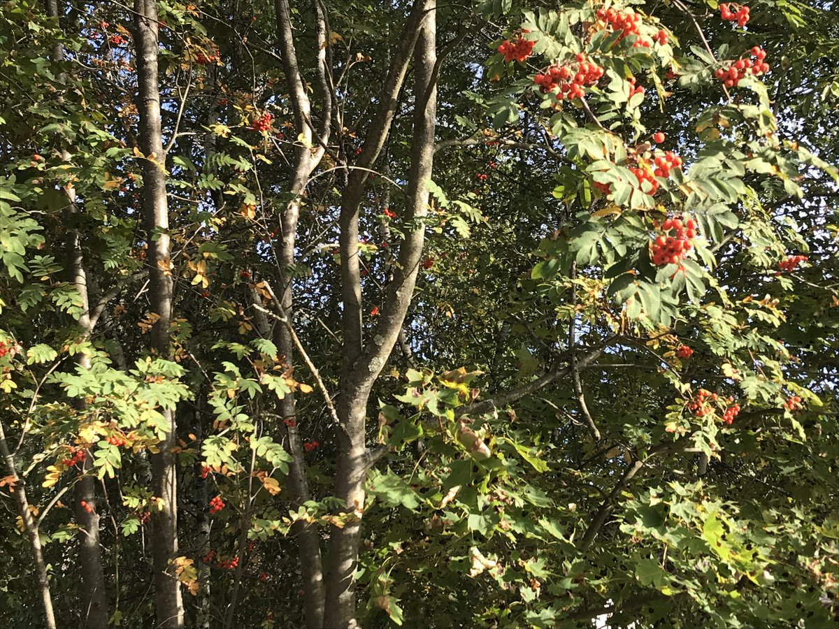 TrebleKnight's tweet image. I love the smell of fall 🍂