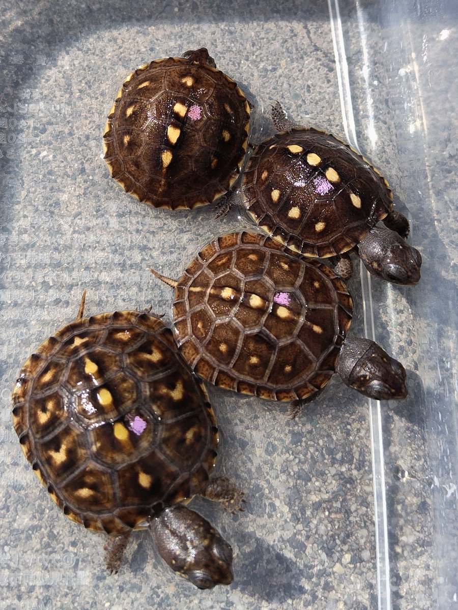 34_wgnc's tweet image. 今年初産卵した2021CB♀のベビー卵が小さく心配しましたが、順調に成長しています。
とんぶり市に連れて行きます。
2枚目が母親です。　(^⁠_⁠^)
#トウブハコガメ 
#Easternboxturtle 
#Terrapenecarolinacarolina 
#とんぶり市 
#burikura