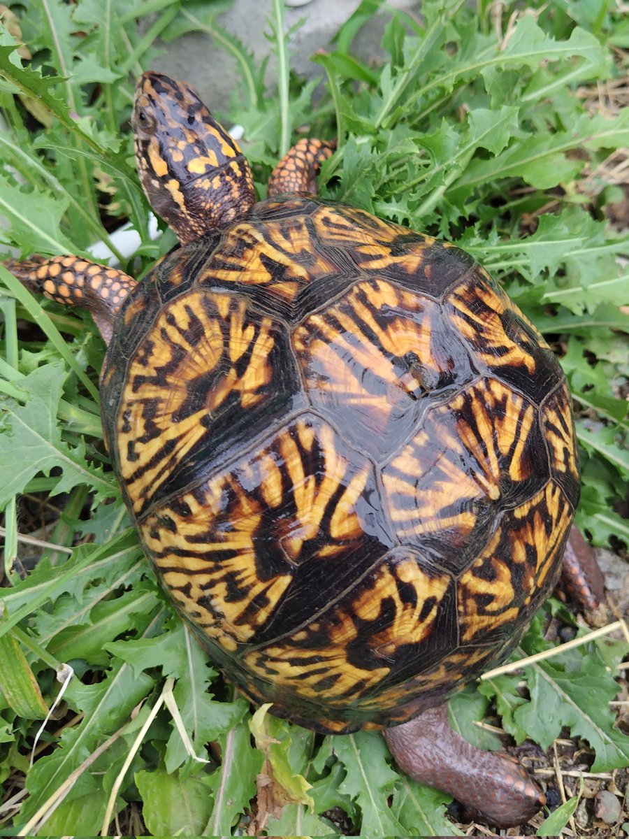 34_wgnc's tweet image. 今年初産卵した2021CB♀のベビー卵が小さく心配しましたが、順調に成長しています。
とんぶり市に連れて行きます。
2枚目が母親です。　(^⁠_⁠^)
#トウブハコガメ 
#Easternboxturtle 
#Terrapenecarolinacarolina 
#とんぶり市 
#burikura