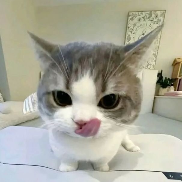meow