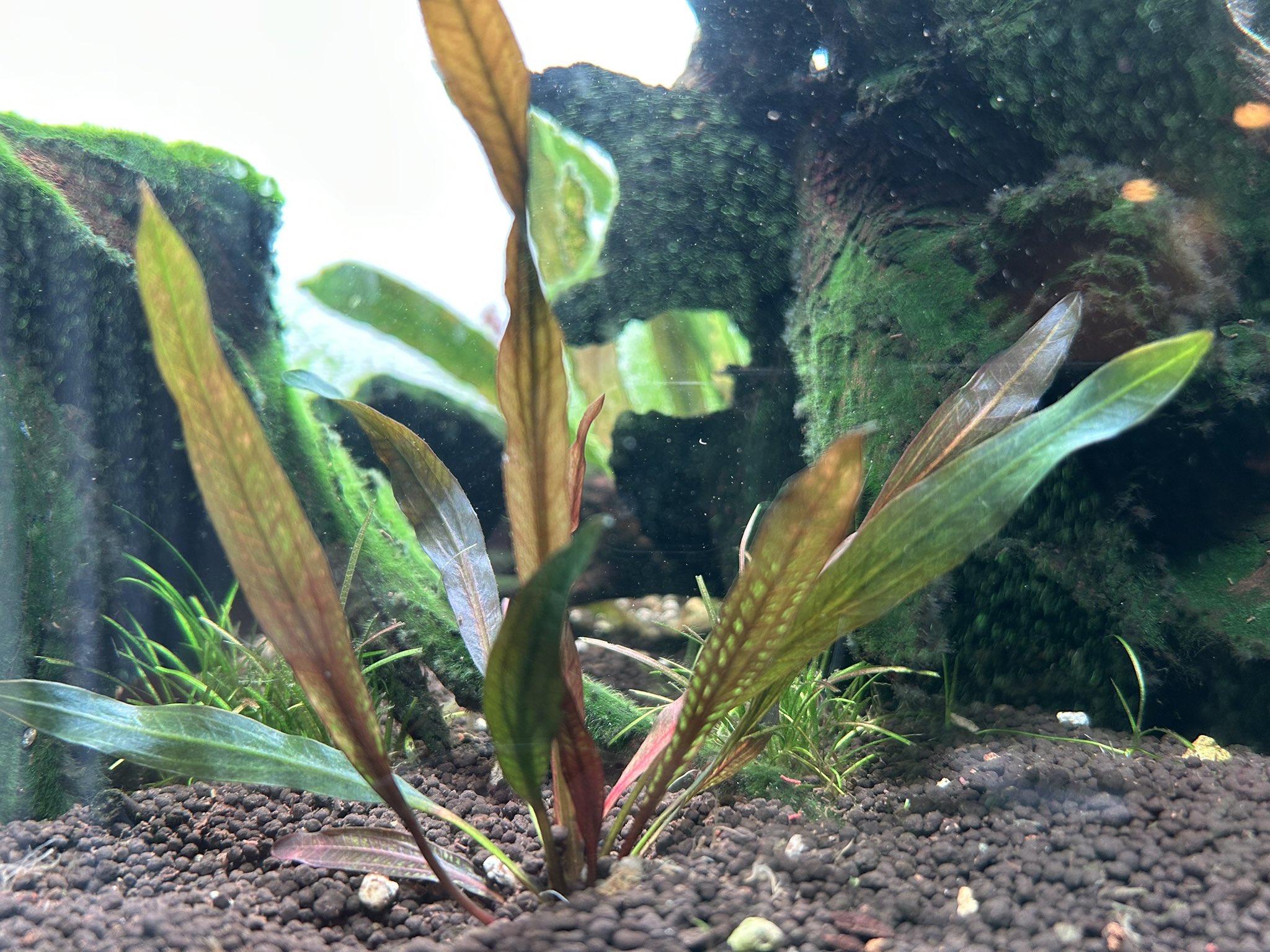 taka (@63cSLJ2JVdGHGC6) / X