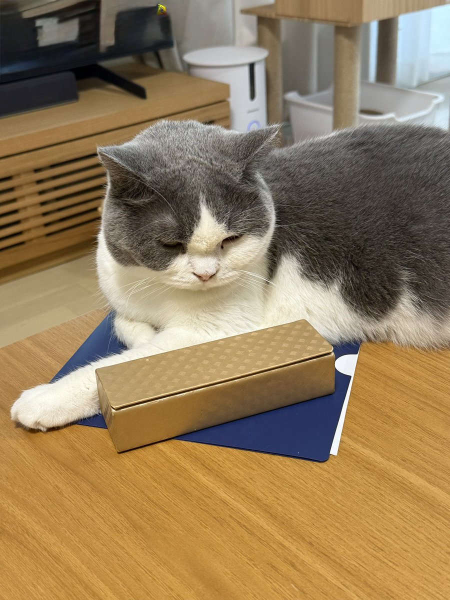 この新しいマット(お姉ちゃんのお仕事ファイル)気に入った
#ブリティッシュショートヘア 
#猫のいる暮らし