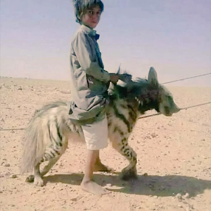 إذا إستَّطاعَ "كاتس" وزير دفاع الكيان المحتل أن يقنع هذا الطّفل بأن الحَيَوانَْ الذي يَمْتَّطيهُ هو ضَبّعٌ مُفتّرِسٌ وليسَ حِمْاراً للرُكوبِ ... ساعتها قَد يَقتّنْعُ اليَمْنيّيونَ بـان جيش بلادة قادر ان يرفع العلم الإسرائيلي فوق #صنعاء 😁