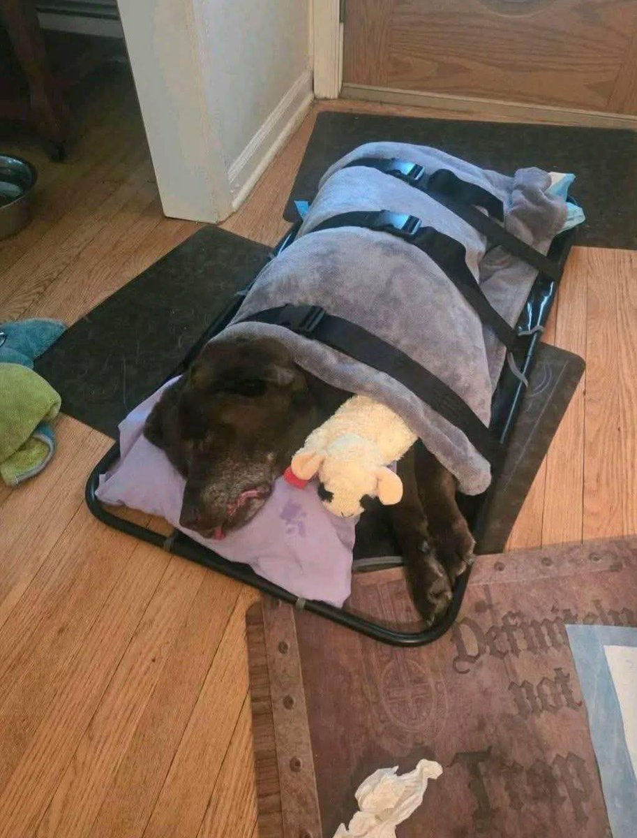 My boy Bosco lost his battle with his body
At age 13.2 years.. he was a cancer survivor 2 years ago but the last 8 months his body betrayed him
Last night he collapsed and was unable to support himself
He had been on various meds which I'm sure prolonged his life
There is NEVER