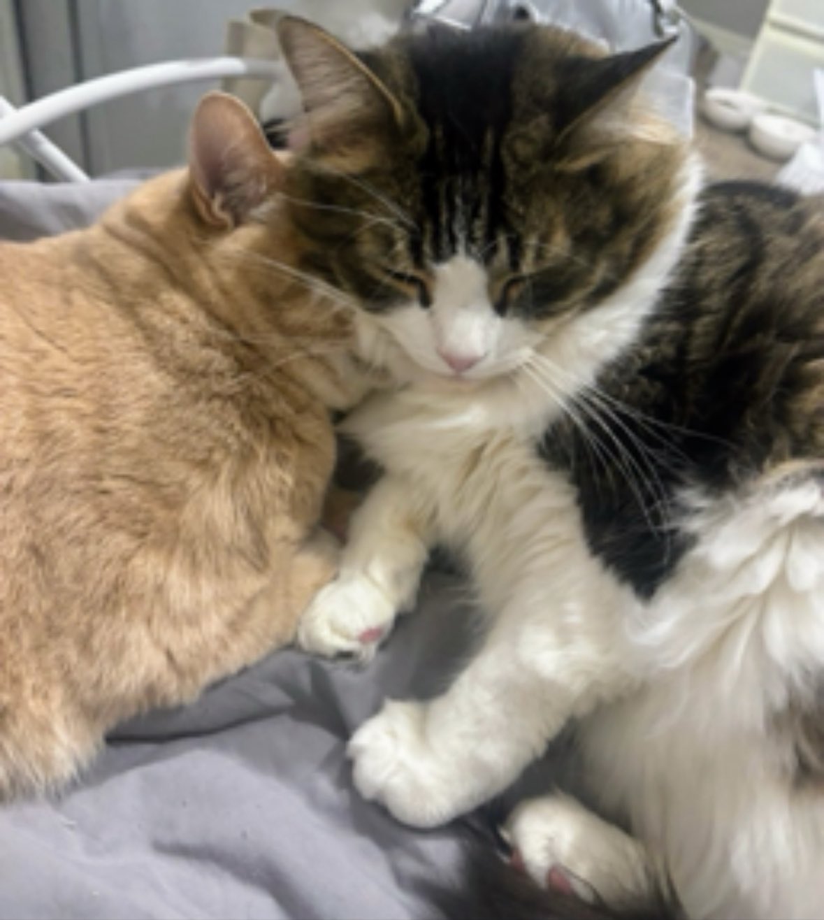 しろねこ様 L L Lサイズ 白猫ちゃん 猫 ふわふわ 置物 受注商品 羊毛