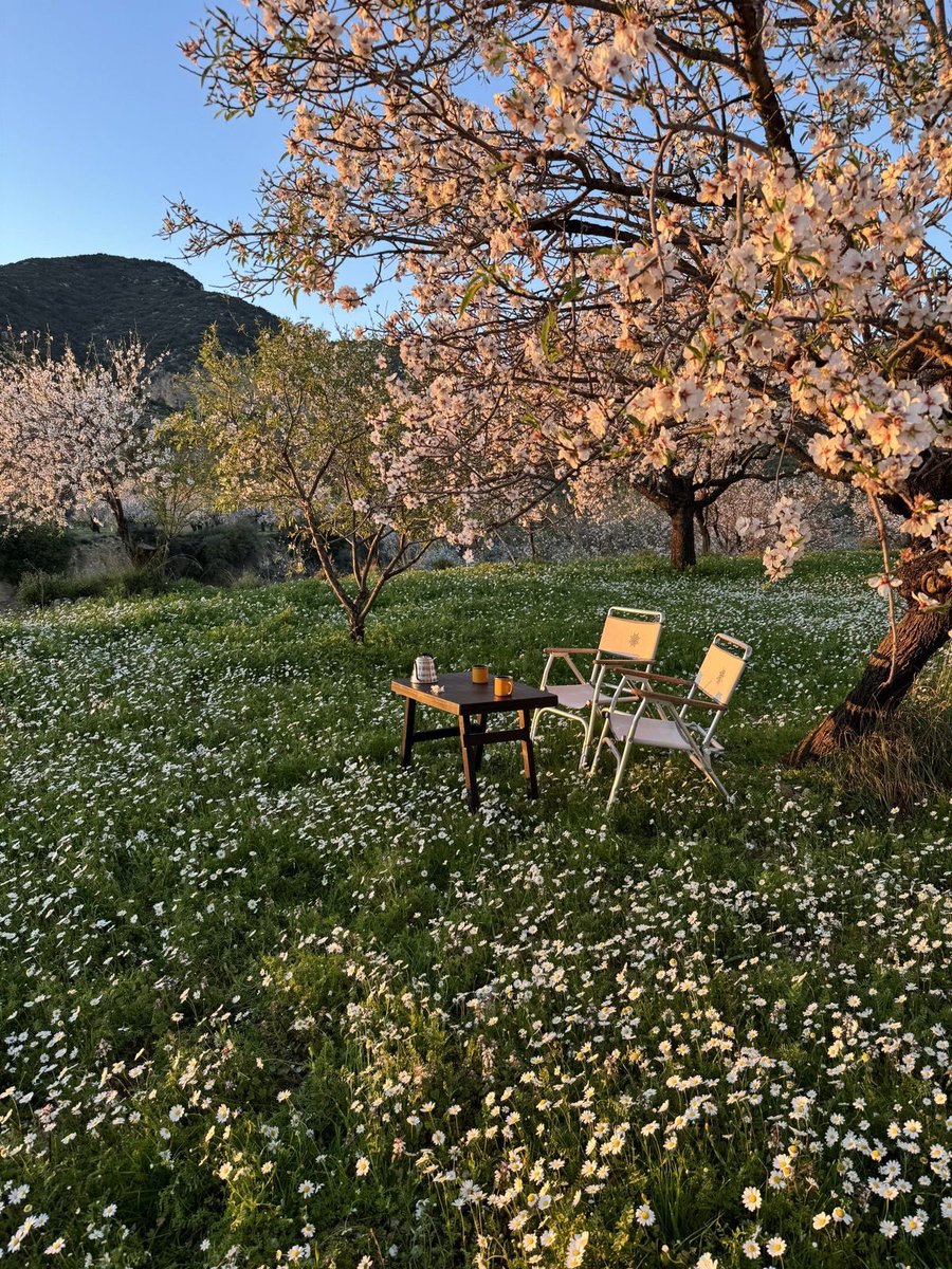 greendreamvibes's tweet image. 