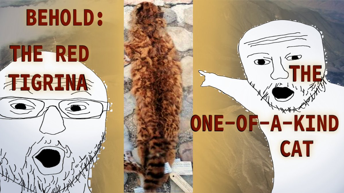 if you liked this pmv on the red tigrina, i now have a VIDEO ESSAY about it! it details how it was discovered and classified, as well as what we know overall about the red tigrina. (it's not a lot- but there's hope!)
youtube.com/watch?v=AD6yjC…