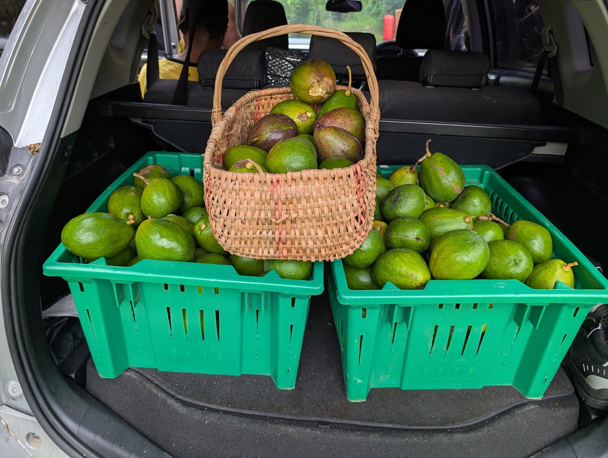 Simmonds pear for sale.$300-$500