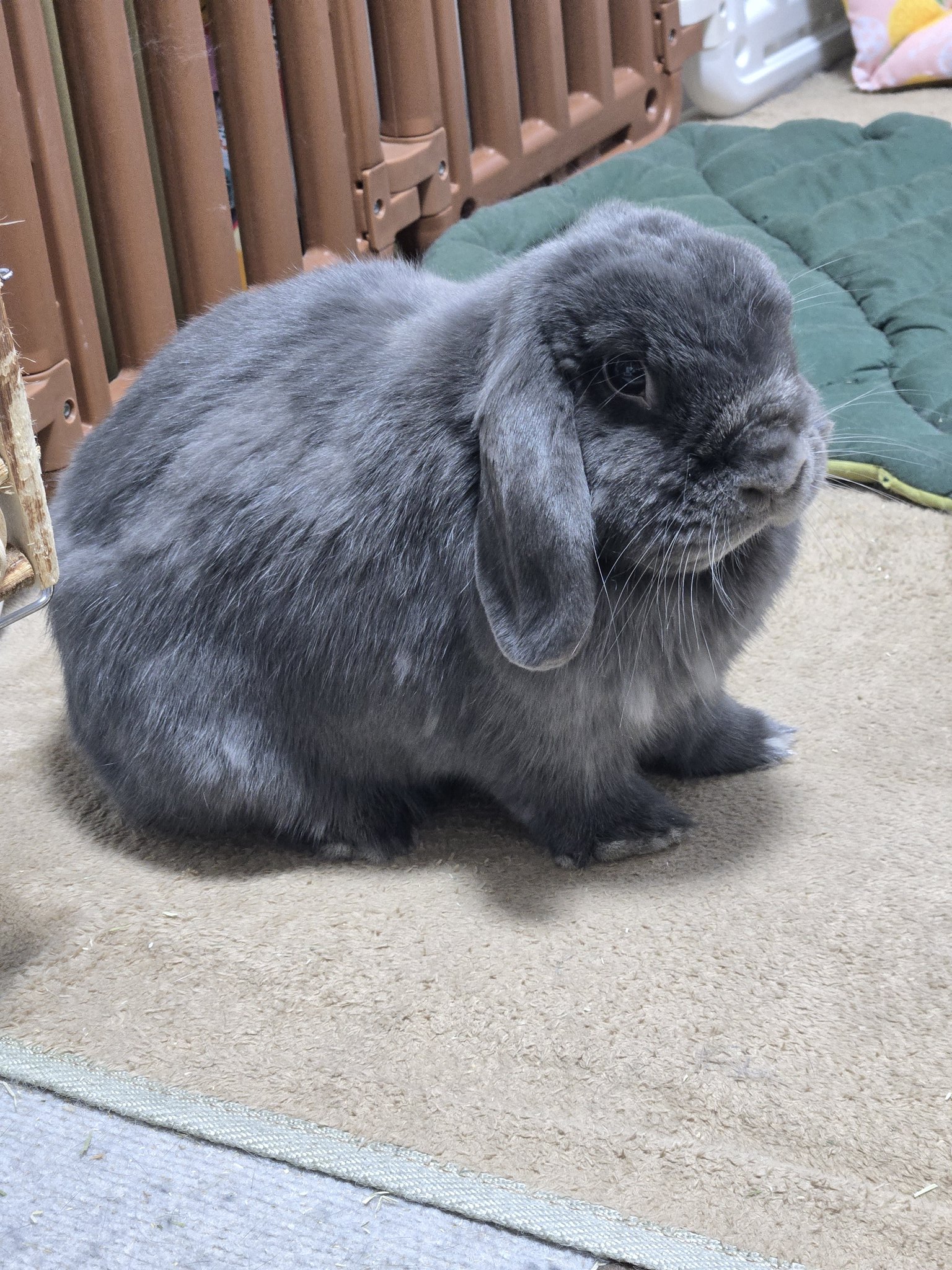 うさぎだいすき うたっち🐰 #うさぎ #ウサギ #うさぎと暮らす#うさぎのいる生活