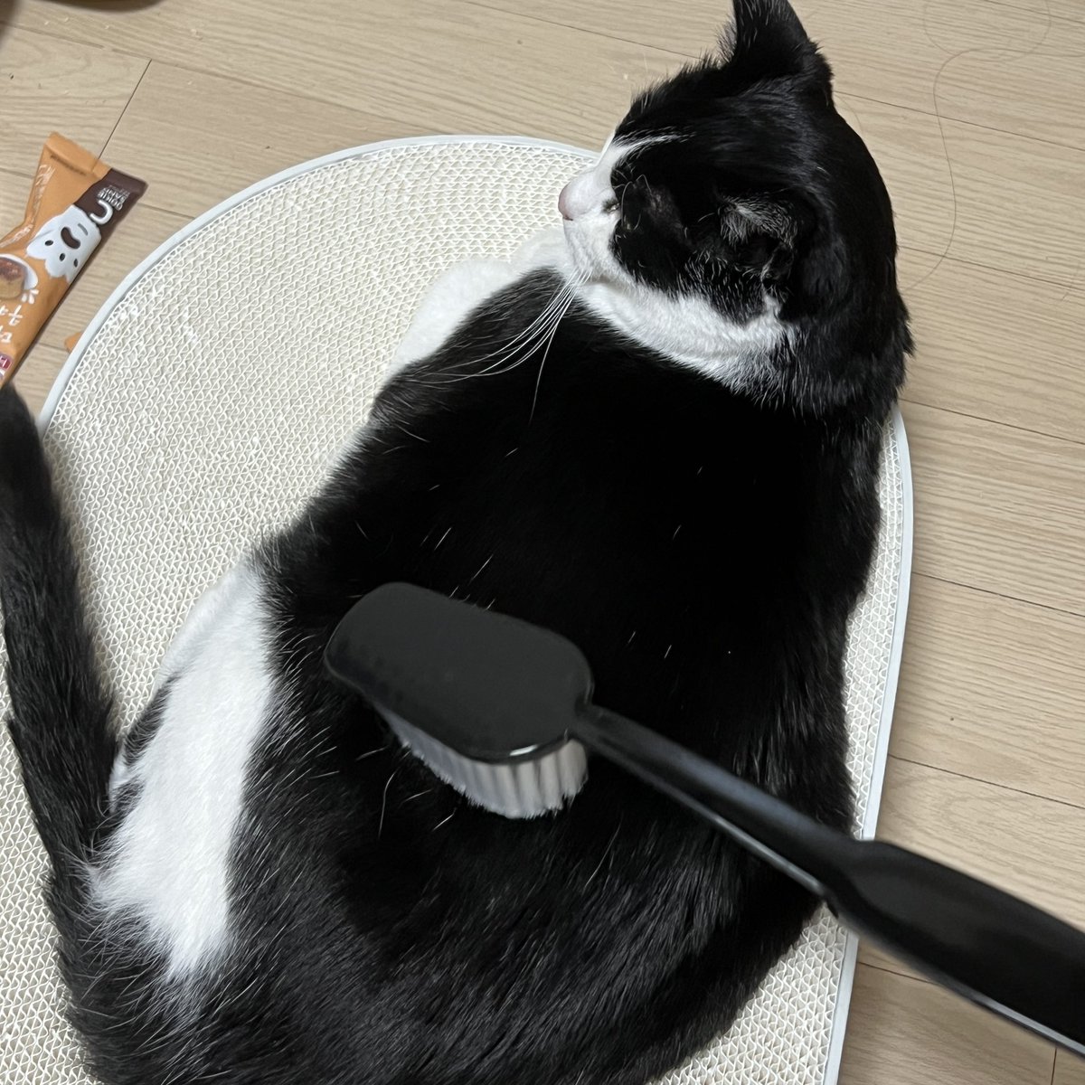 간간히 뒤돌아서 그루밍해주기