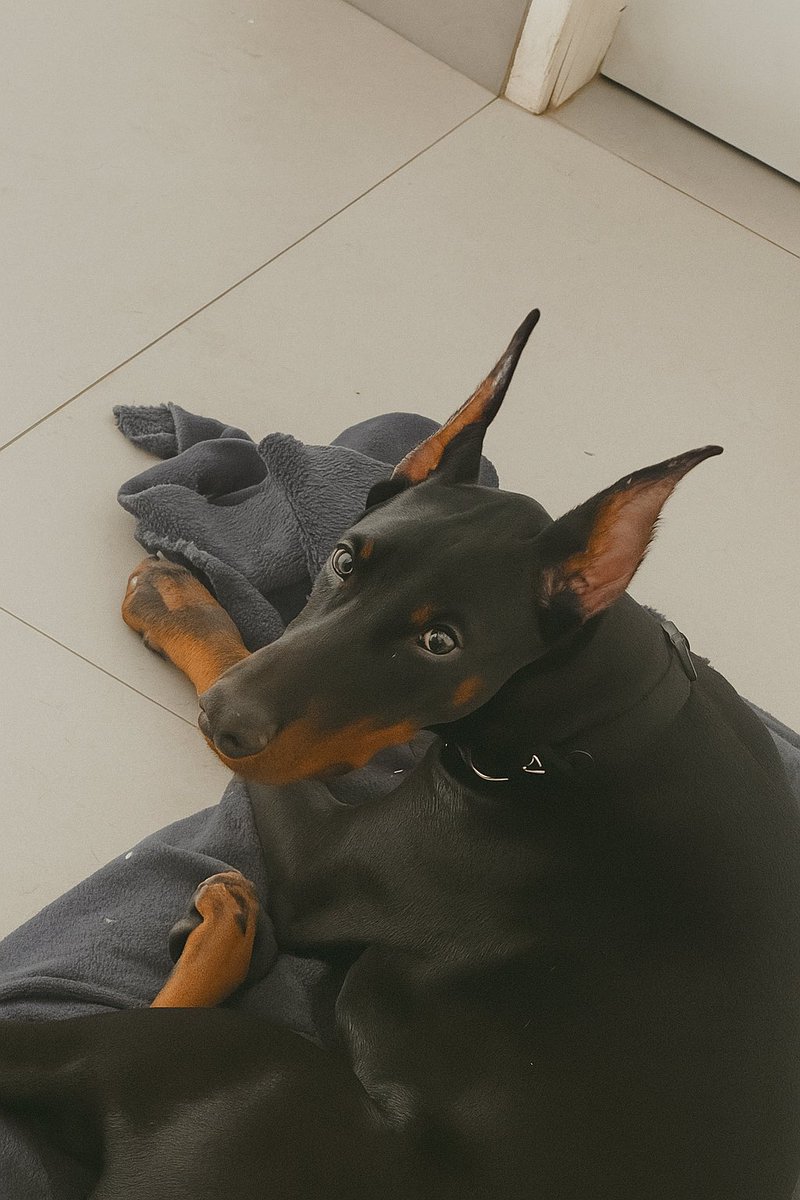 NICOLETTI 🧚🏻‍♂️ (@nicolettifps) on Twitter photo 