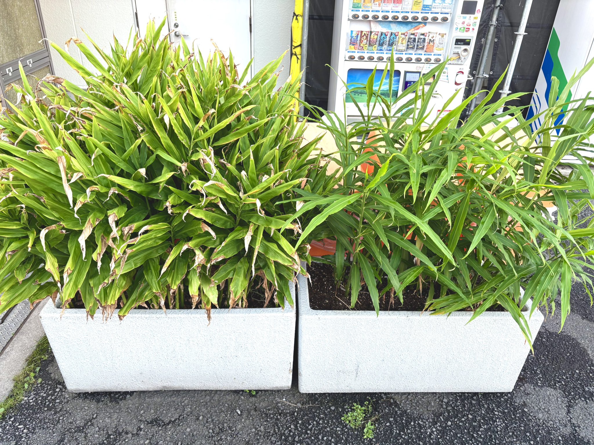 ぽんちゃん「木を植えよう」 ぽんちゃん「木を植えよう」 ぽんちゃん「木を植えよう」 ぽん