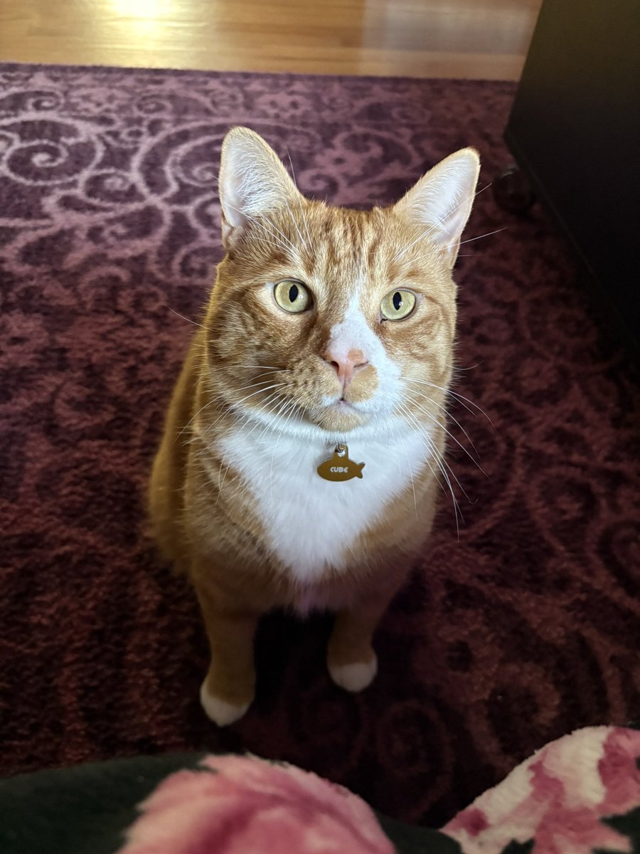 cubedacat's tweet image. Cubie’s 5th Gotcha Day 🧡