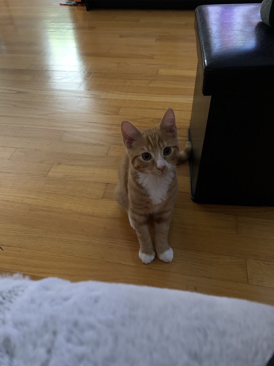 cubedacat's tweet image. Cubie’s 5th Gotcha Day 🧡