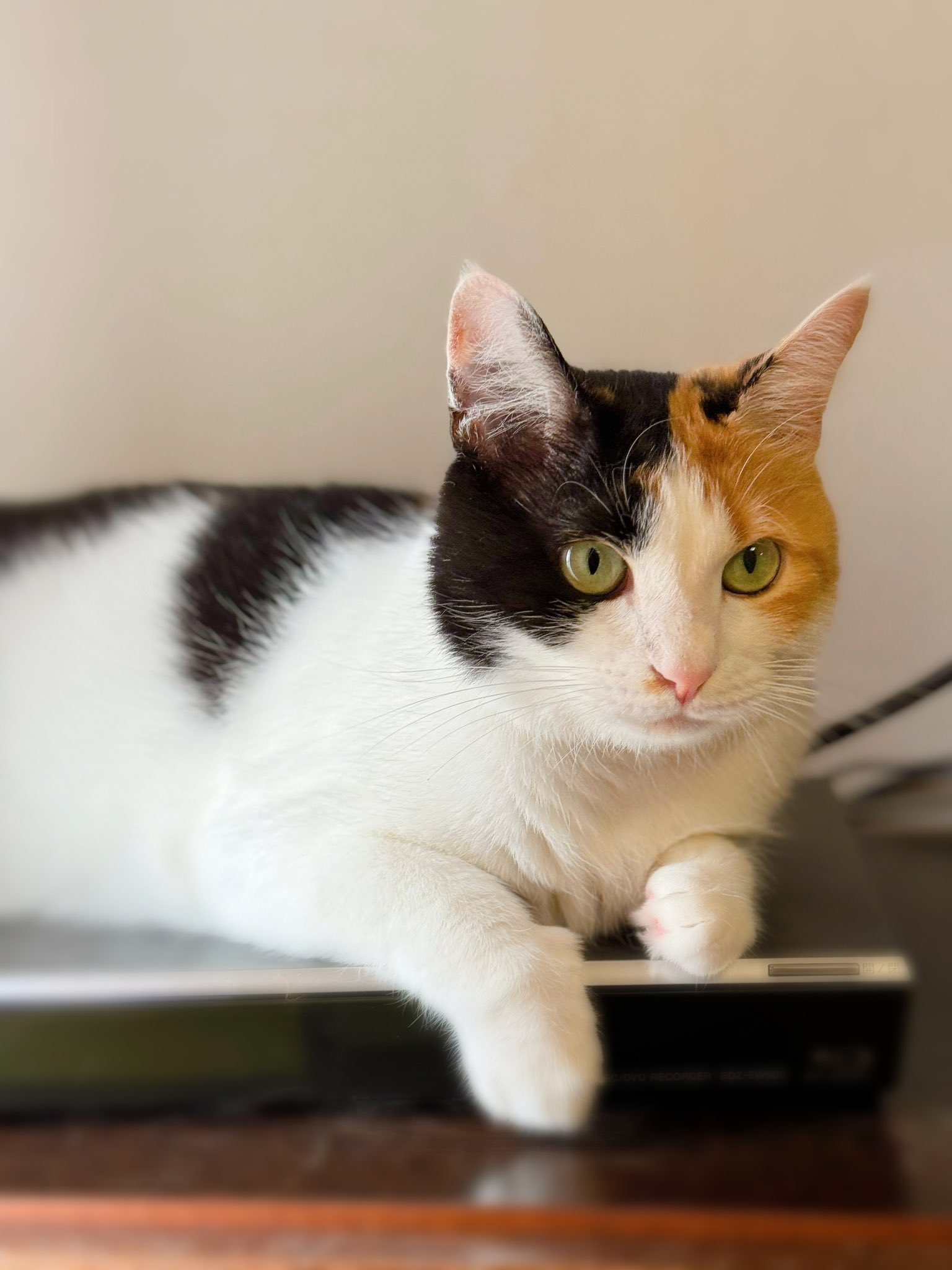 三毛猫みたらし on X: 