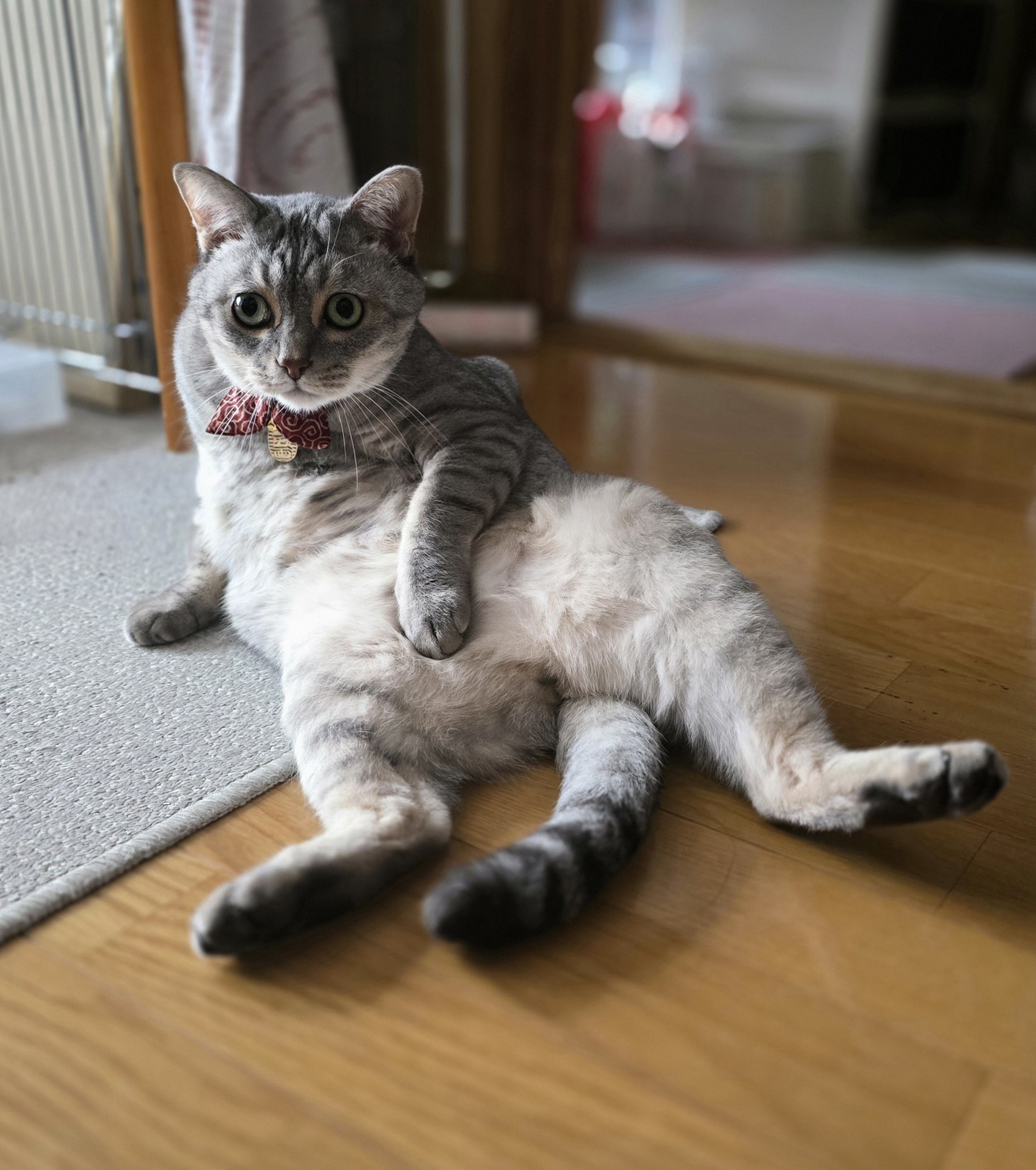 白ネコ　大きめ 白茶猫アニキ、茶白猫さんをボコる White-Brown cat hit Brown