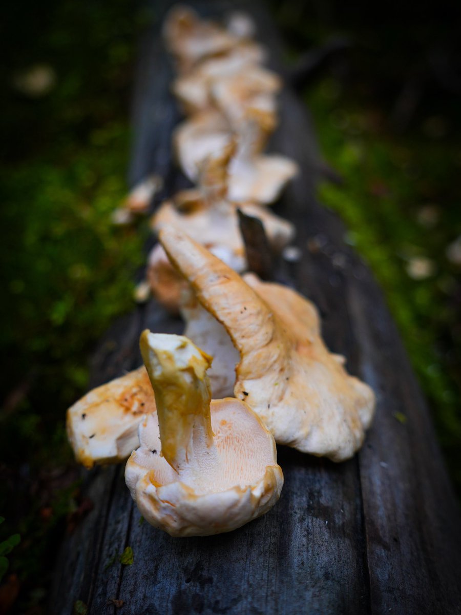 Foragers! Do you know what mushroom this is?