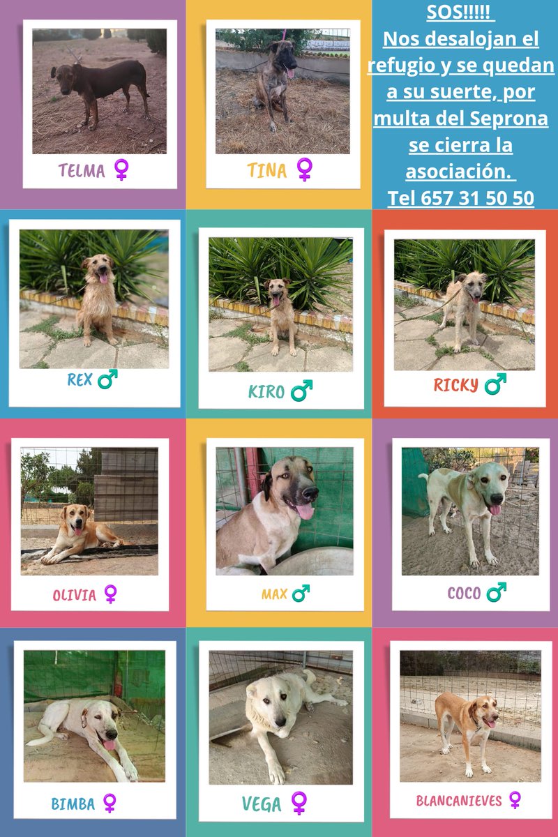 Es terrible, no pueden pagar los más de tres mil euros por no ser núcleo zoológico ‼️
Han salvado muchas vidas, doy fe y ahora los pobres se quedan desamparados 😞💔
Cachorros que no son de raza y nadie quería, que van creciendo y nadie adopta, mamás que menos aún, es muy triste,