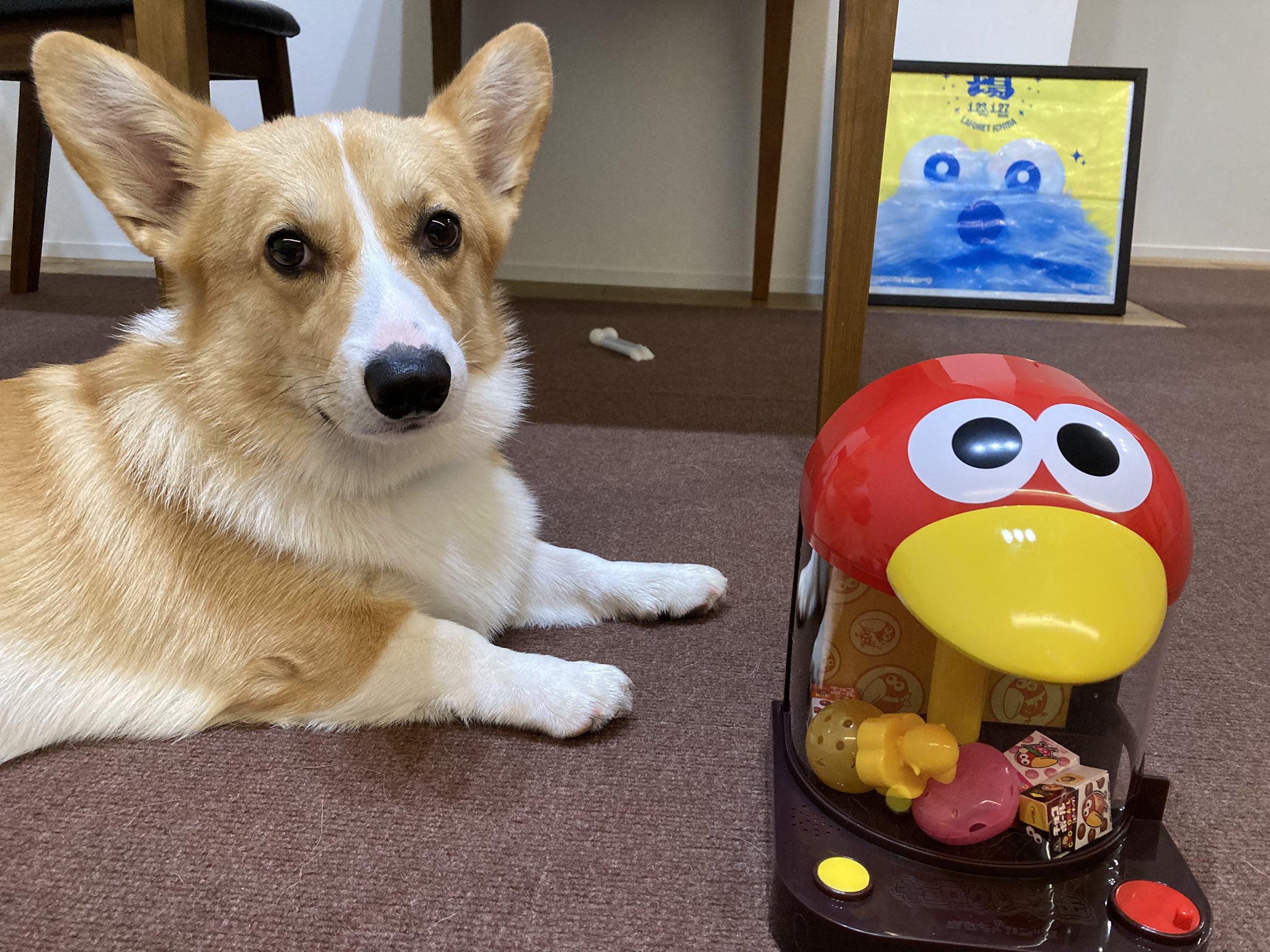 手乗りサイズのコーギーさん♪ 手乗りサイズのコーギーさん♪ 手乗りサイズのコーギーさん♪（7/16-