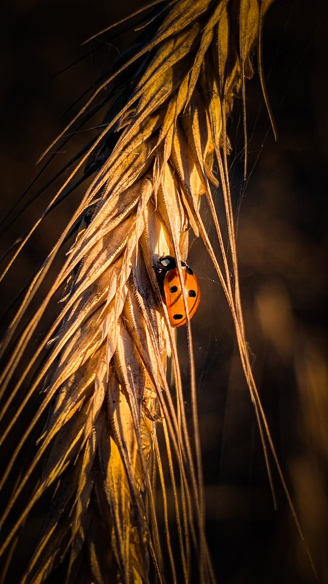 asterisque79's tweet image. Cute ladybug 🐞
#ladybug #photography