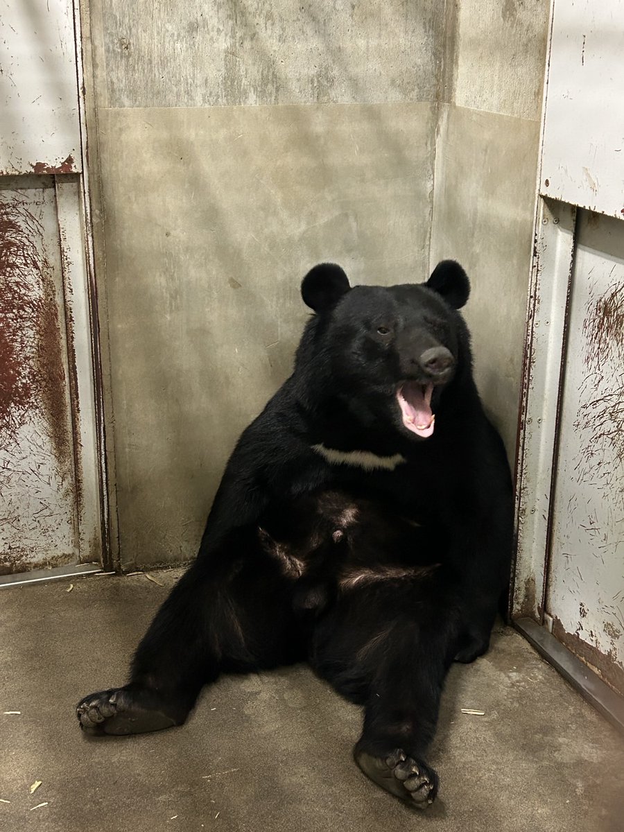 #寝起き　の　#アオバ
#ツキノワグマ　#寝室　#朝　#八木山動物公園　#八木山　＃動物園　＃zoo　＃仙台　＃親子　＃お出かけ