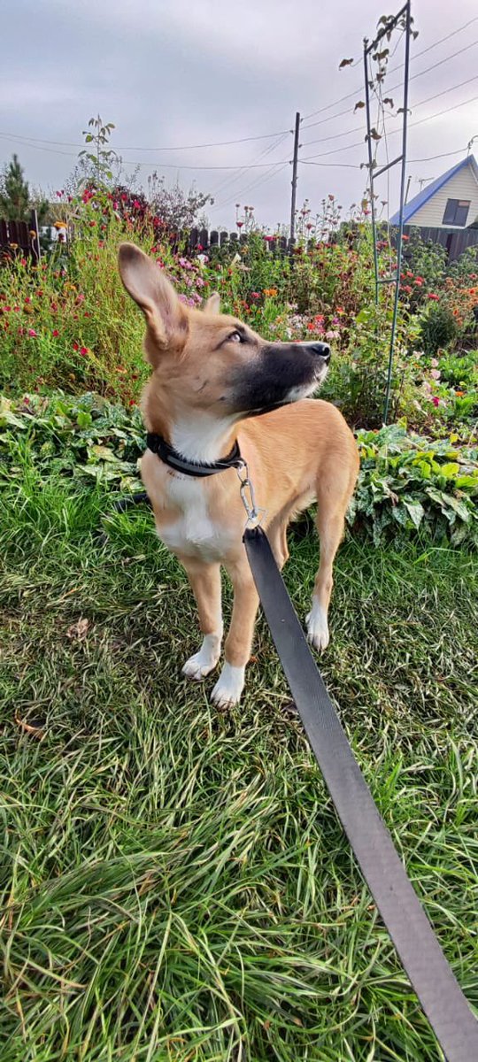 Друзья, мне очень нужна ваша помощь с репостами!
Моя подруга из КЕМЕРОВО нашла щенка и ищет ему дом
Мальчик, примерно 5 месяцев, обработан от паразитов, привит. Есть охранные качества, не дичок 
Терпит выгул, но пока он маленький, конечно лучше гулять почаще
89039407009 Яна