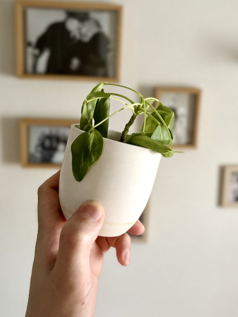 お家のセダムが元気ない栄養剤あげすぎたかな、、、、、、