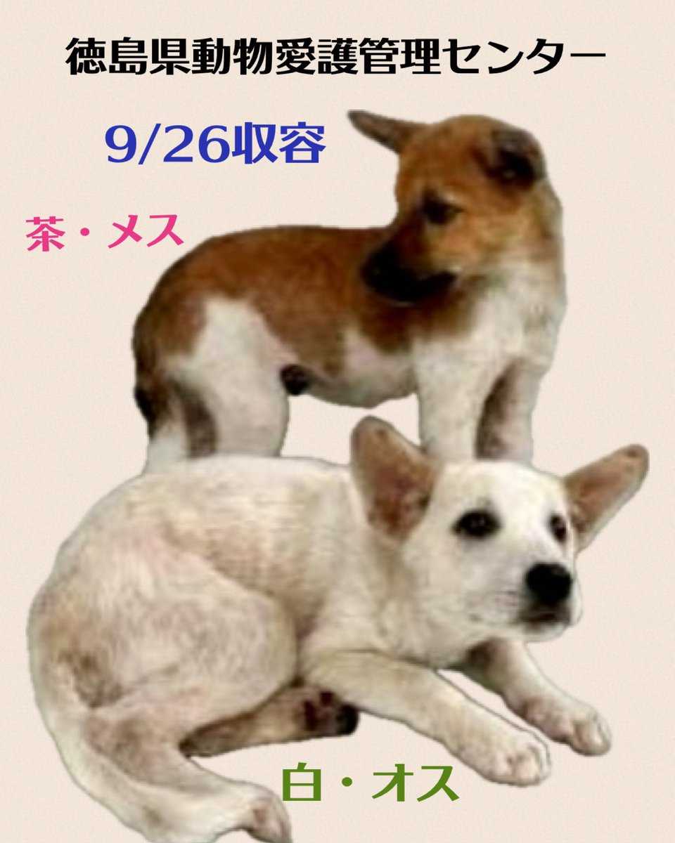 母犬がいない子犬ばかりの
収容です
3ヶ月位の2匹のきょうだい
行き場のない子犬です💧
積極的に此処で家族募集をしてください
徳島県です
命を救われますように🙏🏻

♦️住民通報
🔹9/26 鳴門市北灘町折野
🔹雑種・上:茶.女の子　下:白.男の子
🆘徳島県動物愛護管理センター
douai-tokushima.com/stray/doglist