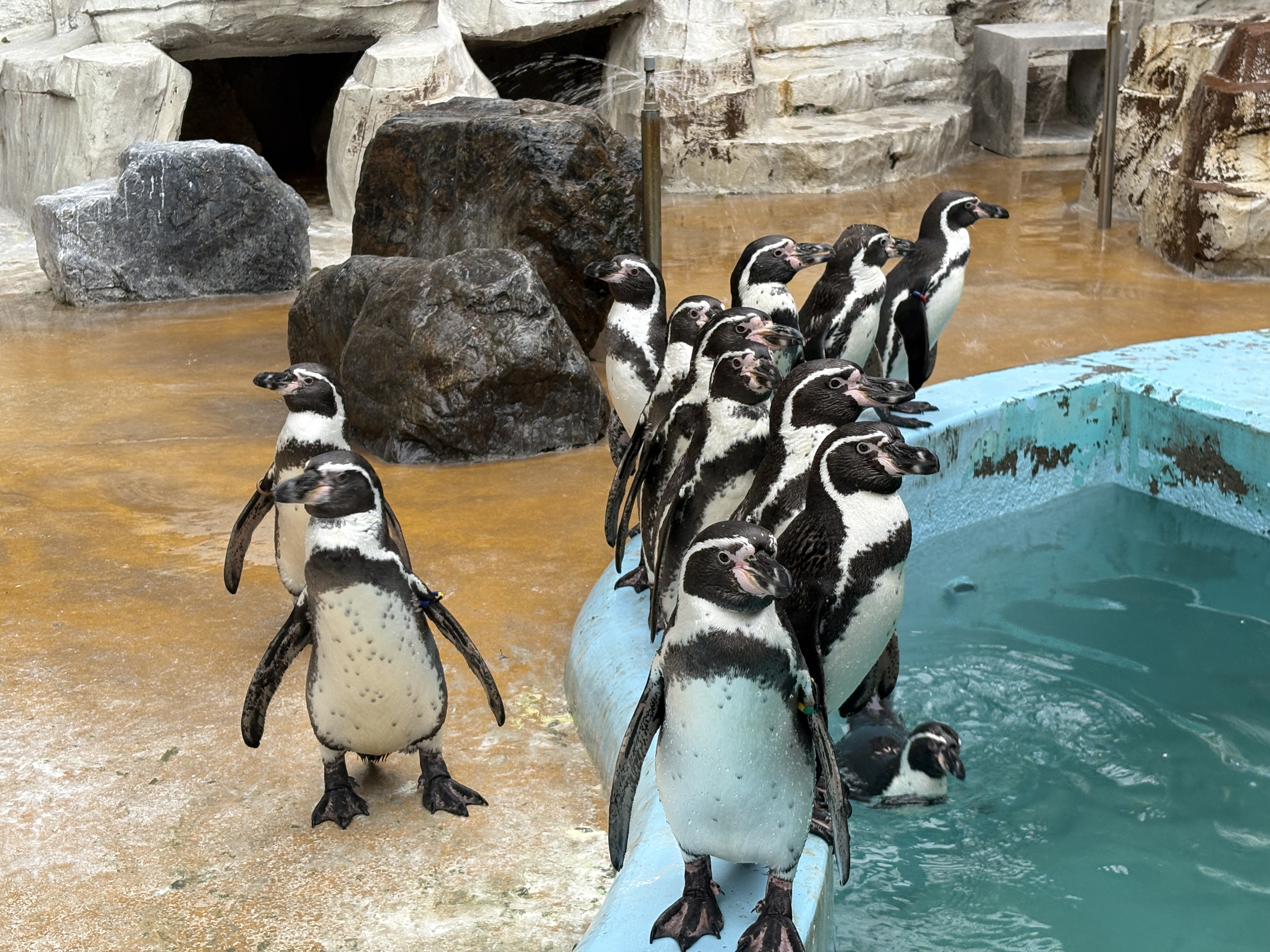 ペンギン様 旭山動物園 ジェンツーペンギン44番外へ出ましたら-Gentoo