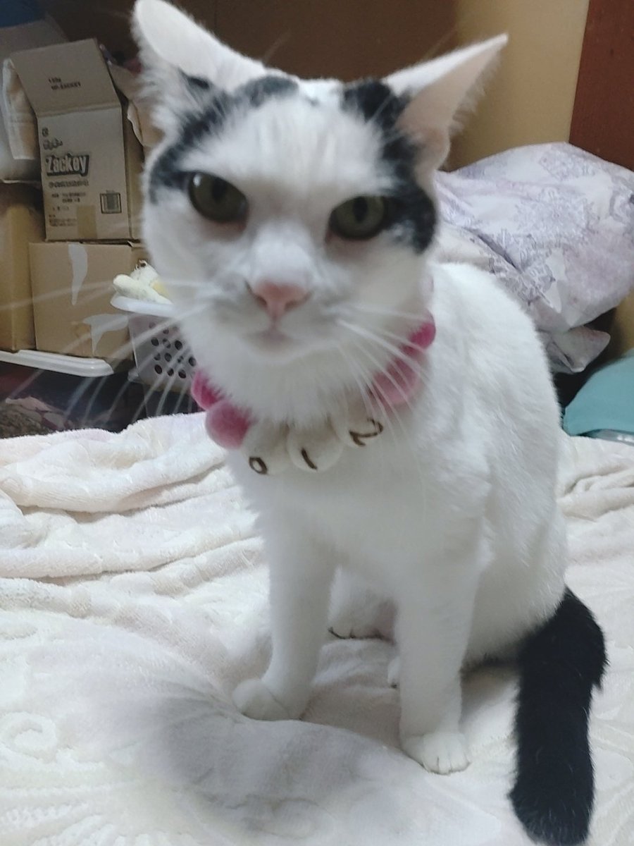 【まゆゆ】ネコ首輪 まゆゆ様専用】ネコ首輪