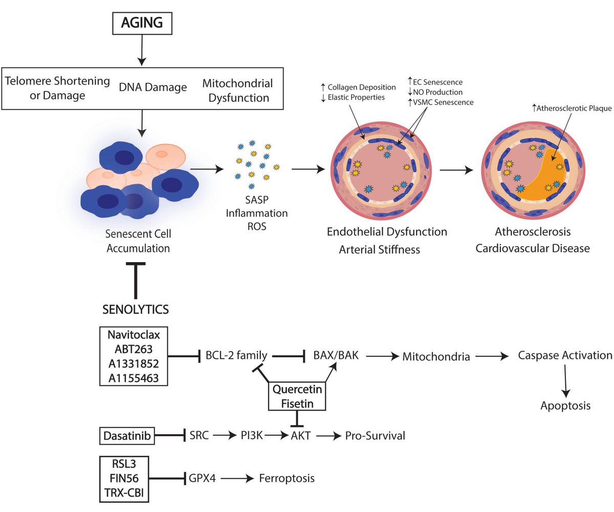 JCA_Journal's tweet image. 🫀🧬 New insights on vascular aging!

Targeting vascular senescence in cardiovascular disease with aging

Read More: 
oaepublish.com/articles/jca.2…

#VascularAging #CardioResearch #Senescence