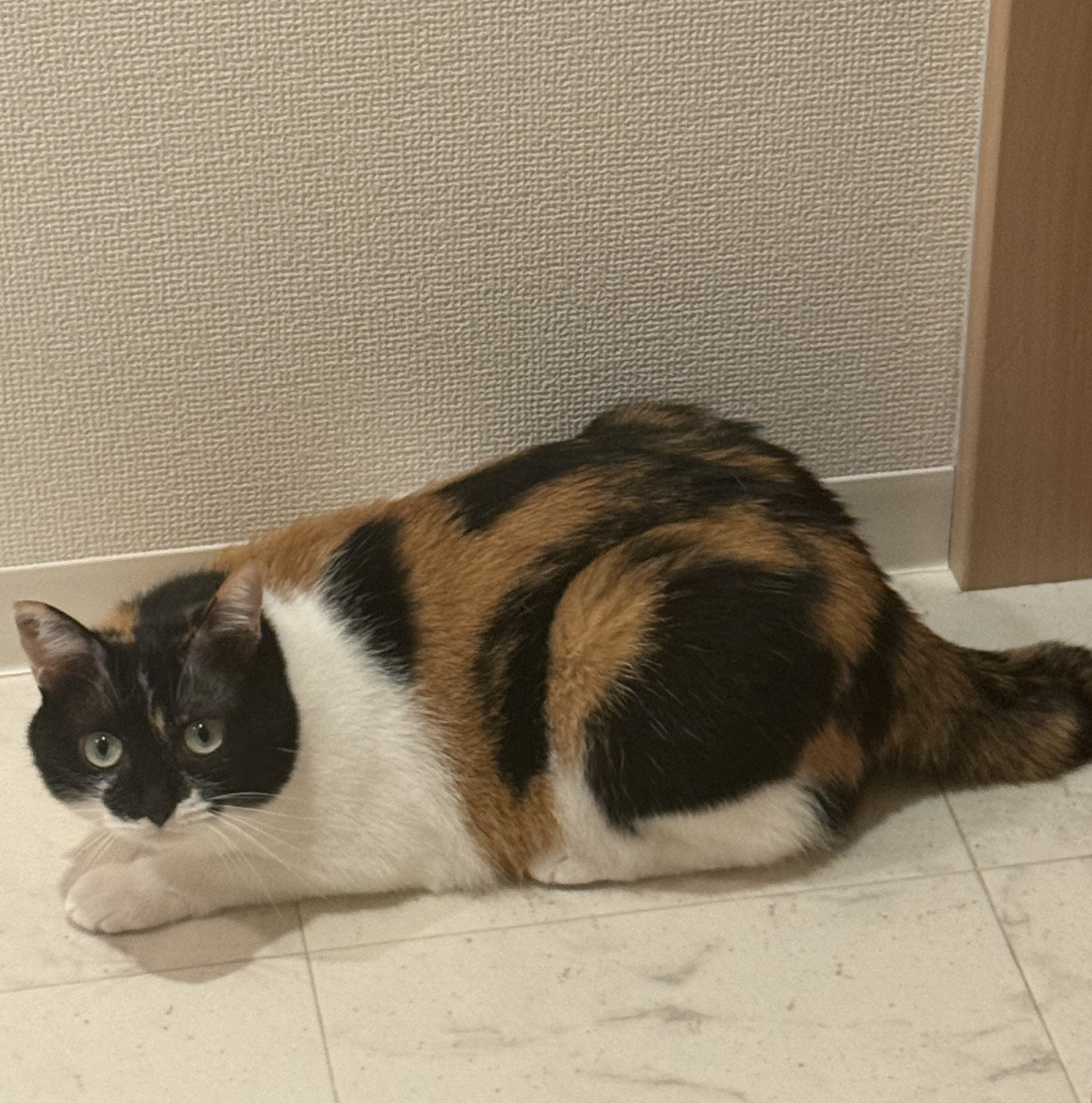 月猫様 にこちゃんの日常 on X: 