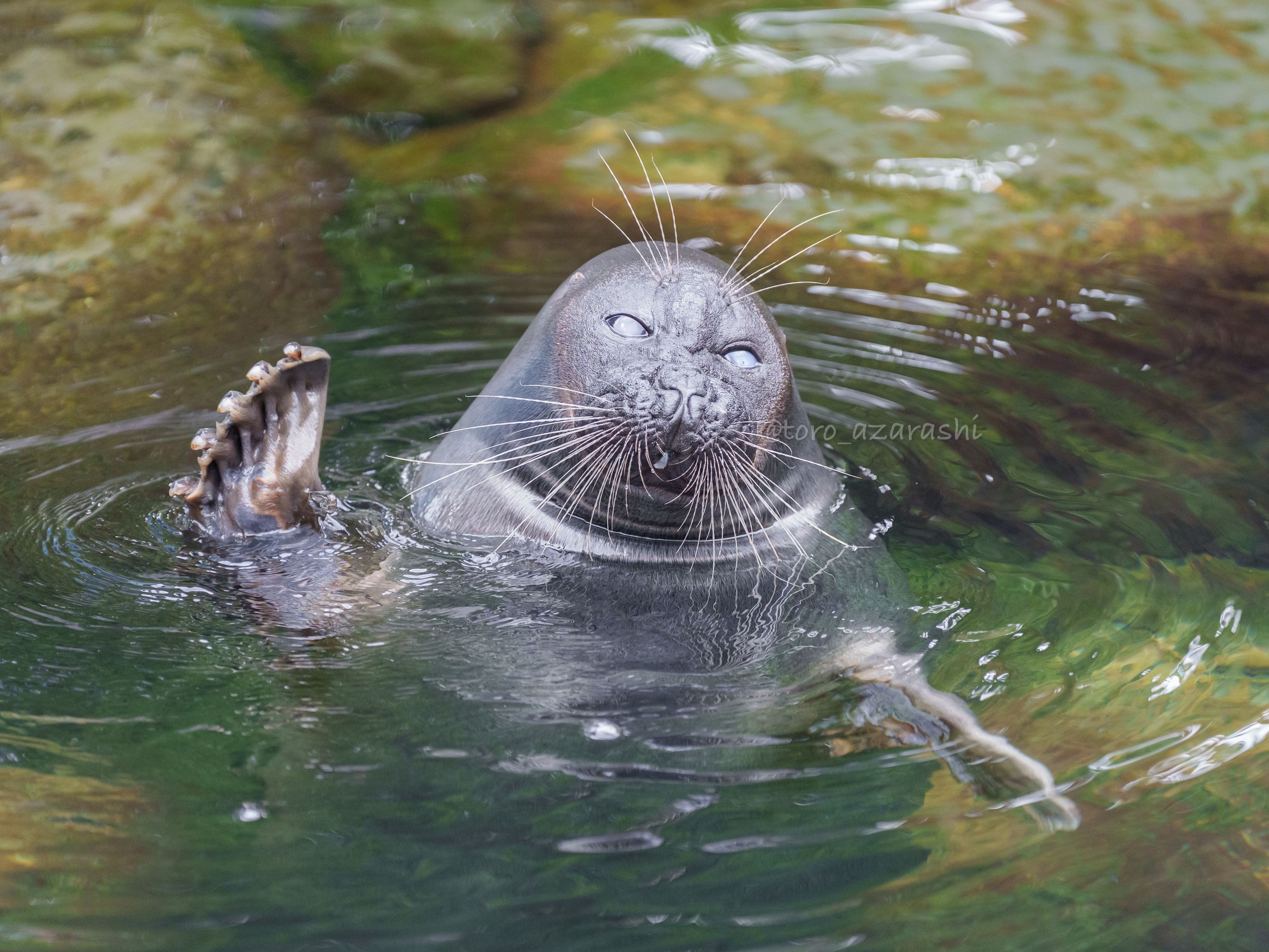 【CPC-L24】アザラシ CPC-L24】アザラシ様 専用 その他
