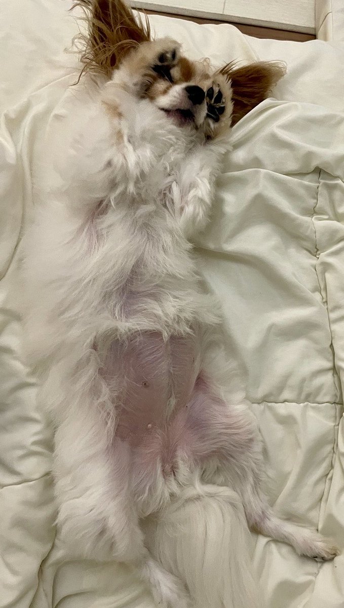 懐かしのネコミーム