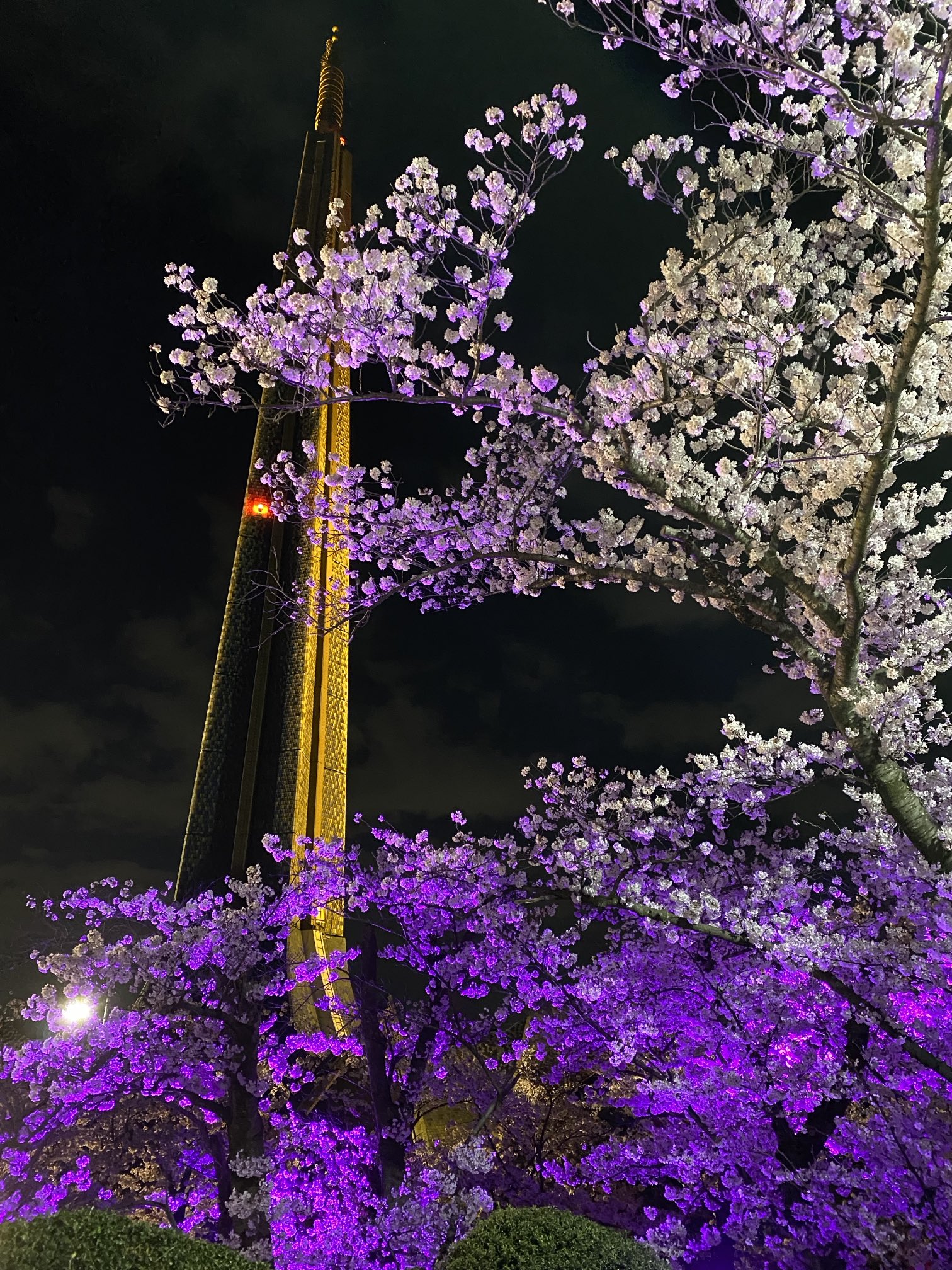 ꧁蝶よ花よ..恋桜.*ೄ ❀´-꧂✨ 神蛇ブレス✨ プロフ参照 桜 - Search / X