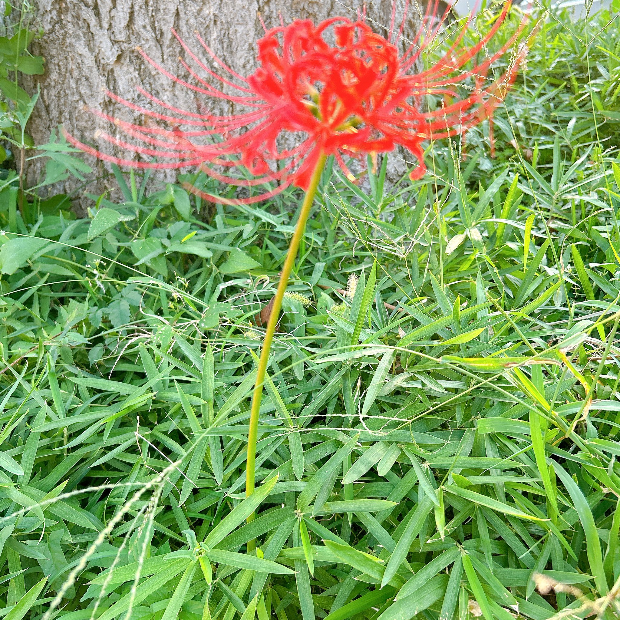 彼岸花 かずい on X: 