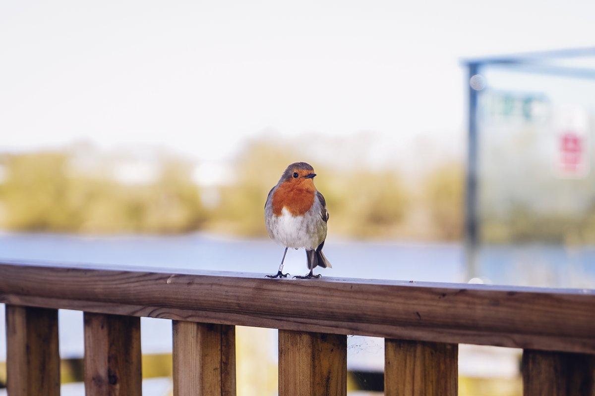 trentbartonland's tweet image. If you’re looking to explore Wildlife Trust sites by bus, we can get you to some amazing nature spots right across #trentbartonland.
Plan your trip here 👇🏼
orlo.uk/txFM3