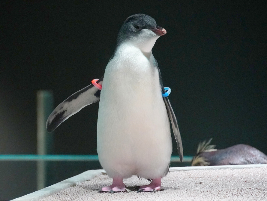 ぺんぎんとなります penguin_mall39 (@penguin_mall39) / X