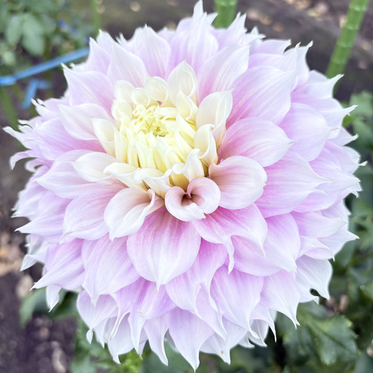 matu187's tweet photo. ダリア
#花が好き https://t.co/RGrLf89j6l