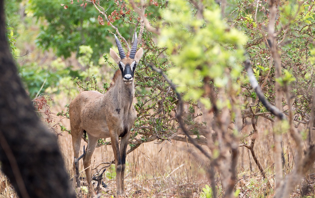 Cameroon’s national park sees wildlife resurgence — but human pressures threaten fragile gains

🖊️ <a href="/AmindehBlaise/">Amindeh Blaise Atabong</a> 

downtoearth.org.in/africa/cameroo…