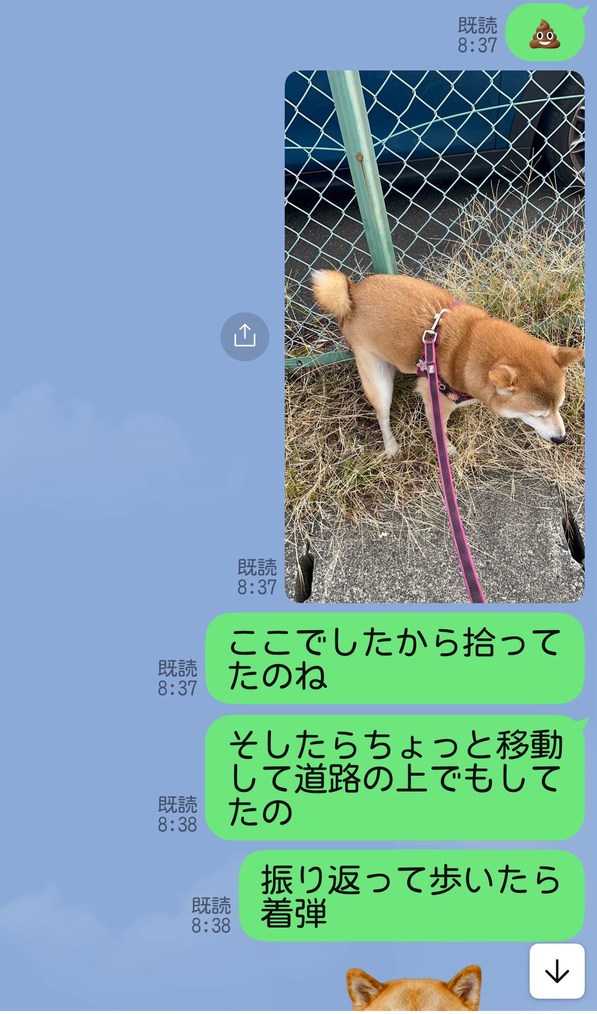 柴犬おとちゃん🐕5歳♀ (@0218_oto) / X