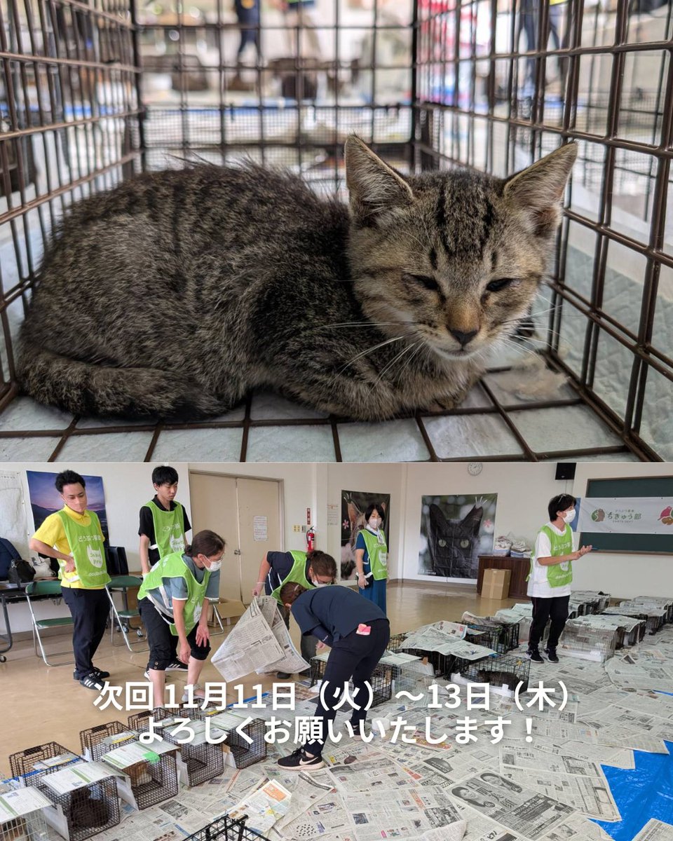 龍脈の精髄 ― 宮崎産 虹入り成長干渉煙水晶 【保護猫活動支援】 龍脈の精髄 ― 宮崎産 虹入り成長干渉煙水晶 【保護猫活動支援】